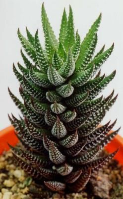 ハオルチア 錦の塔 Haworthia Reinwardtii Var Chalmnensis 多肉植物データベース 植物栽培 多肉植物 庭 木 ハオルチア 錦の塔 Haworthia Reinwardtii Var Chalmnensis 多肉植物データベース 植物栽培 多肉植物 庭 木