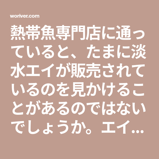 熱帯魚専門店に通っていると たまに淡水エイが販売されているのを見かけることがあるのではないでしょうか エイって自宅でも飼育できるんだと興奮した瞬間でもありました 一般の熱帯魚とはまた異なる生態系でその独特な魅力は測りしれません アマゾン河 熱帯魚 淡水 熱帯魚専門店に通っていると たまに淡水エイが販売されているのを見かけることがあるのではないでしょうか エイって自宅でも飼育できるんだと興奮した瞬間でもありました 一般の熱帯魚とはまた異なる生態系でその独特な魅力は測りしれません アマゾン河 熱帯魚 淡水