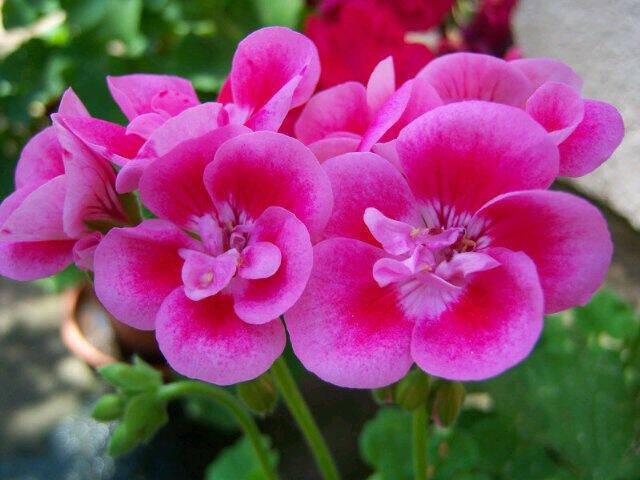 Flores Hermosas Para Mi Tia Frases De Cumpleanos Para Una Tia In 2020 Happy Birthday Pictures Feliz Birthday Wishes