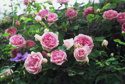 national collection of rosa pre 1900 gallica cvs rose foyle http