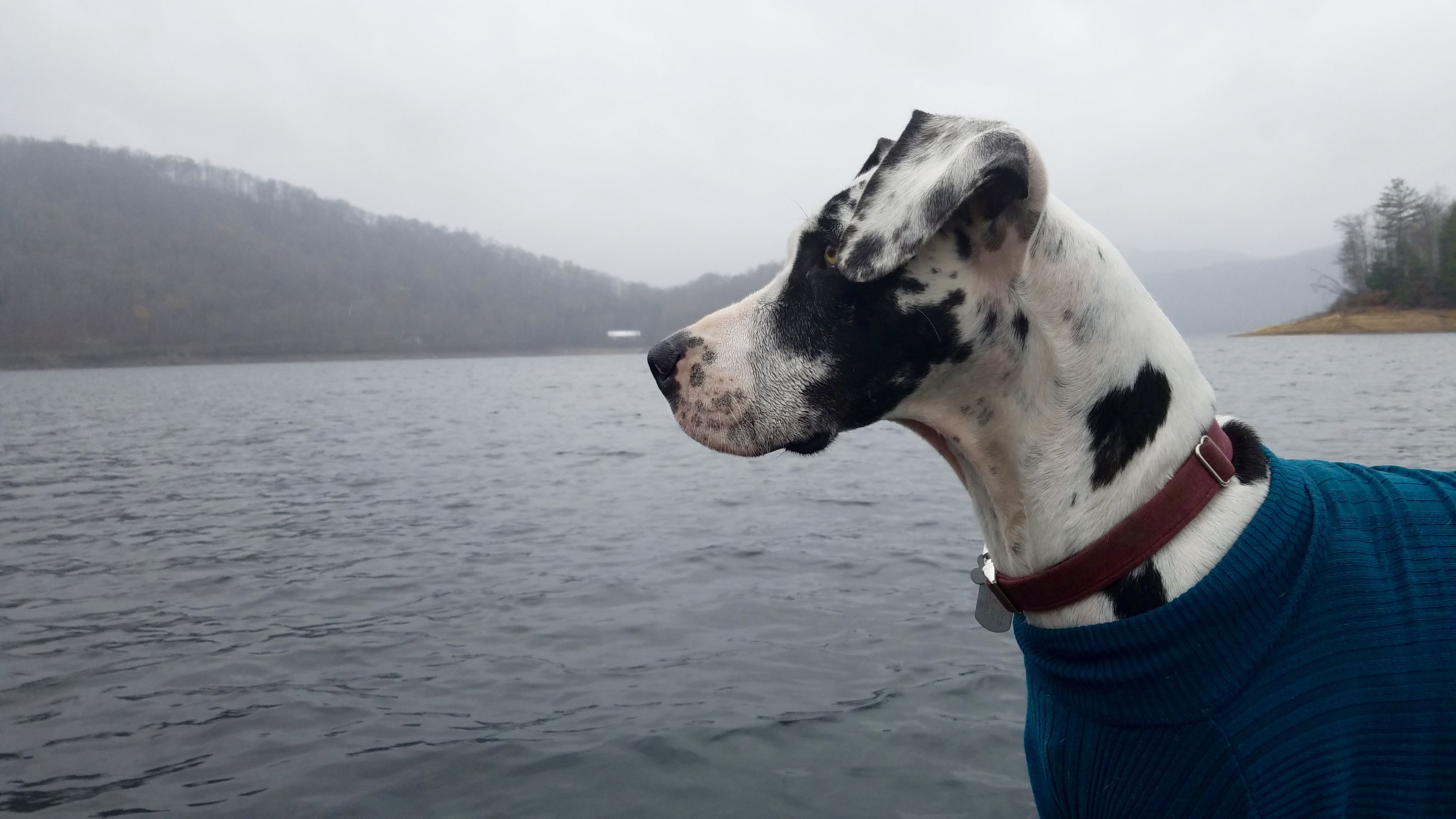 Adventures Of Great Danes My Great Dane Quinncy Topton North