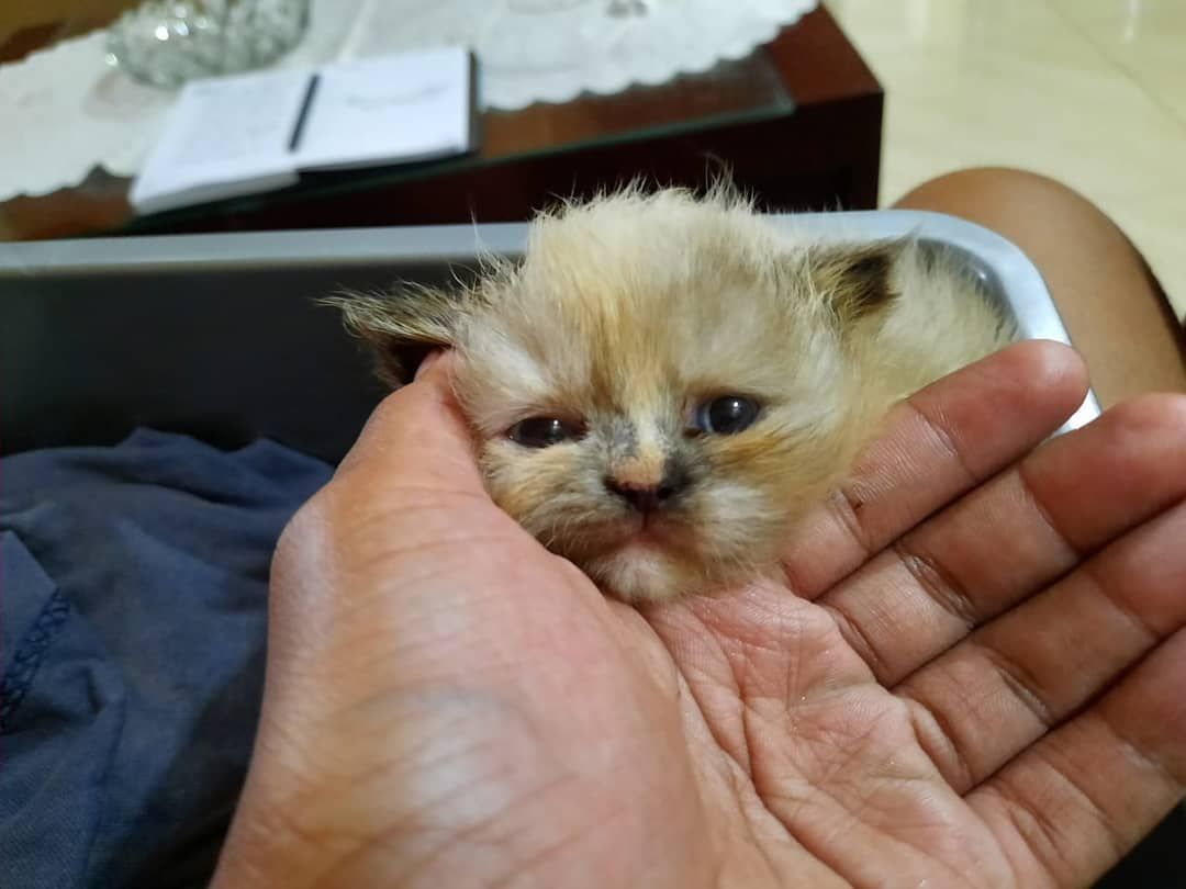 Cats From Hermigua La Gomera La Gomera Cute Cats Photos Cats