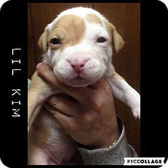 Boxer Terrier Unknown Type Medium Mix Puppy For Adoption In