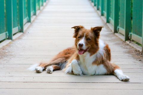 What Foods To Avoid For Pets With Struvite Crystals In Their Urine Ehow Dog Food Recipes Homemade Dog Food Diy Cat Food