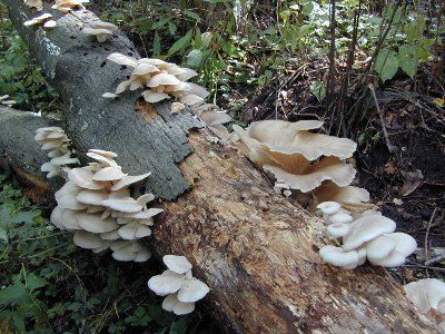Edible ~ Oyster Mushroom (Pleurotus Ostreatus) in The Pacific Northwest Edible Wild Mushrooms, Garden Mushrooms, Growing Mushrooms, Stuffed Mushrooms, Best Edibles, Wild Edibles, Mushroom Identification, Mushroom Pictures, Mushroom Ideas