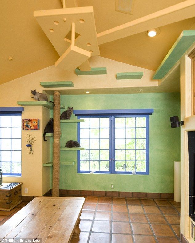 California Man With 18 Cats Remodels His Home Into An Amazing Feline Playground Paradise Cat Playground Crazy Home Cat Heaven