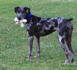 Pin By Sunshine On Great Danes Pics Great Dane Rescue Success