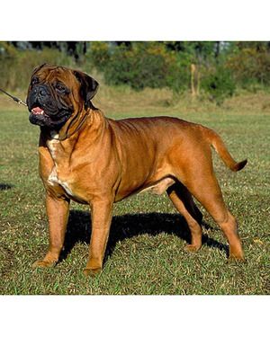 Great Looking Bullmastiff S Gentle Giants Dogs