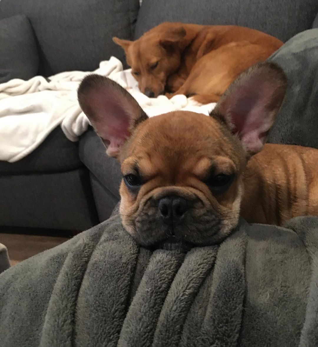 Read 10 French Bulldog Facts That You May Find Fascinating