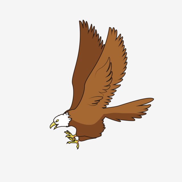 القطامي الصقور والنسور الصقور والطيور Goshawks العصفور الصقور والأسرة الصقر والحيوانات آكلة اللحوم شرسة الطيور الجارحة ناقلات صور ملونة منظمة العفو الدو Watercolor Paintings Painting Animals