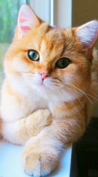 Chat Cat Mignon Roux Kitten Chaton Chats Et Chatons Chats Adorables Animaux Adorables Chat Cat Mignon Roux Kitten Chaton Chats Et Chatons Chats Adorables Animaux Adorables