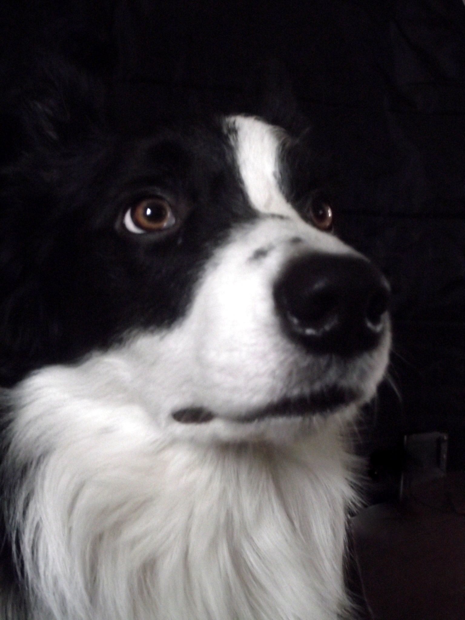 Pin By Cowgirl I Am On Border Collies Dogs Dogs Puppies Rough
