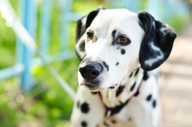 11 spotted facts about dalmatians pinterest fire trucks