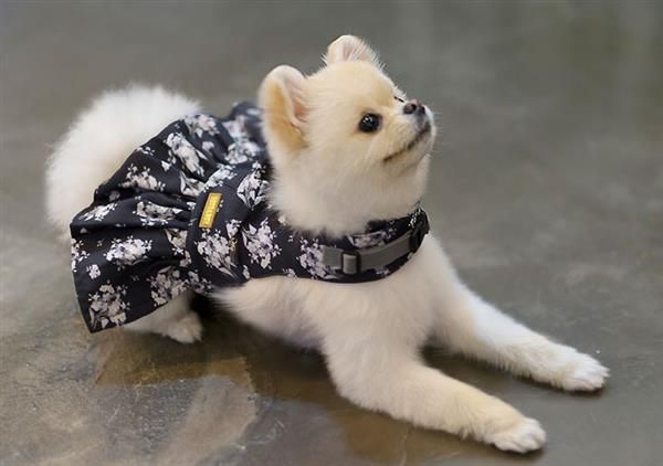 Molde de Roupa de Cachorro - Artesanato Passo a Passo!
