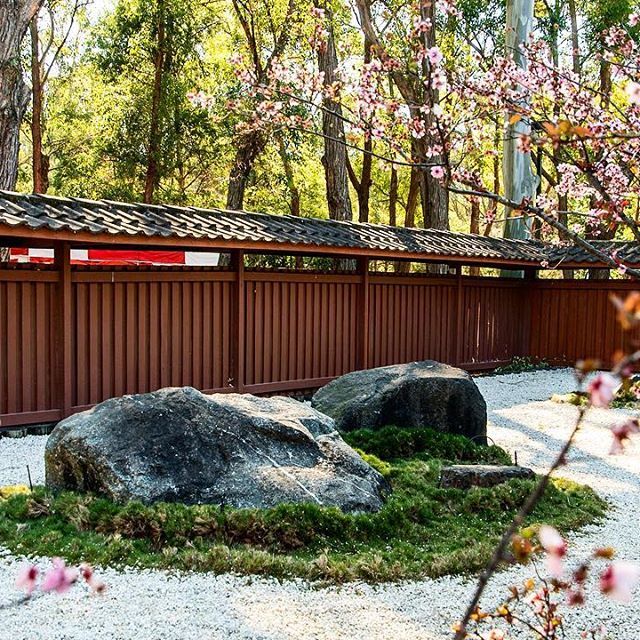 Japanese Stone Garden With Cherry Blossom シドニーの日本庭園には石庭も Ilovesydney Mynikonlife Australi Japanese Garden Japanese Garden Backyard Garden Stones