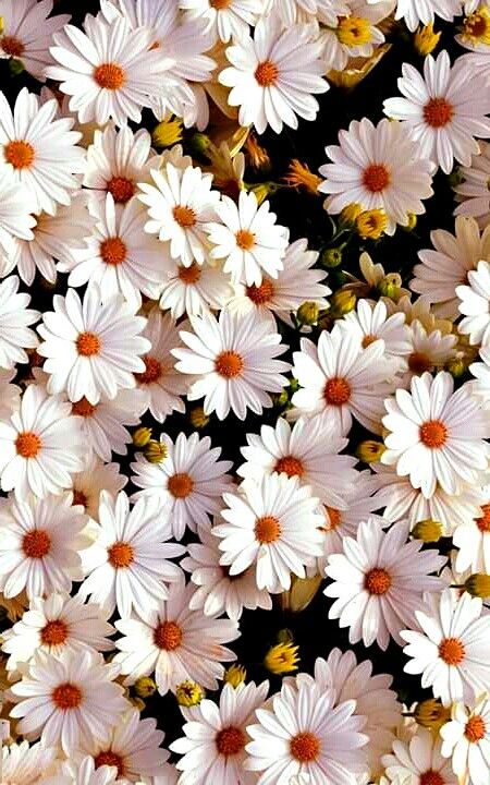 Pin By Angel On Oboi Daisy Wallpaper Flower Iphone Wallpaper Flowery Wallpaper