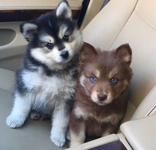 Http Kseniablog Tumblr Com Cute Animals Cute Baby Animals