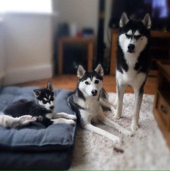 毎日更新 あなたの心を癒やす 可愛すぎる動物画像まとめ シベリアンハスキー 動物 可愛すぎる動物 毎日更新 あなたの心を癒やす 可愛すぎる動物画像まとめ シベリアンハスキー 動物 可愛すぎる動物