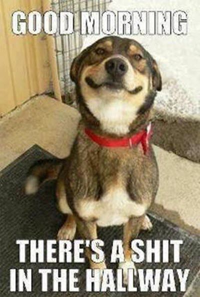 Funny Good Morning Posts For Facebook Good Morning Funny Good Morning Posts For Facebook Good Morning