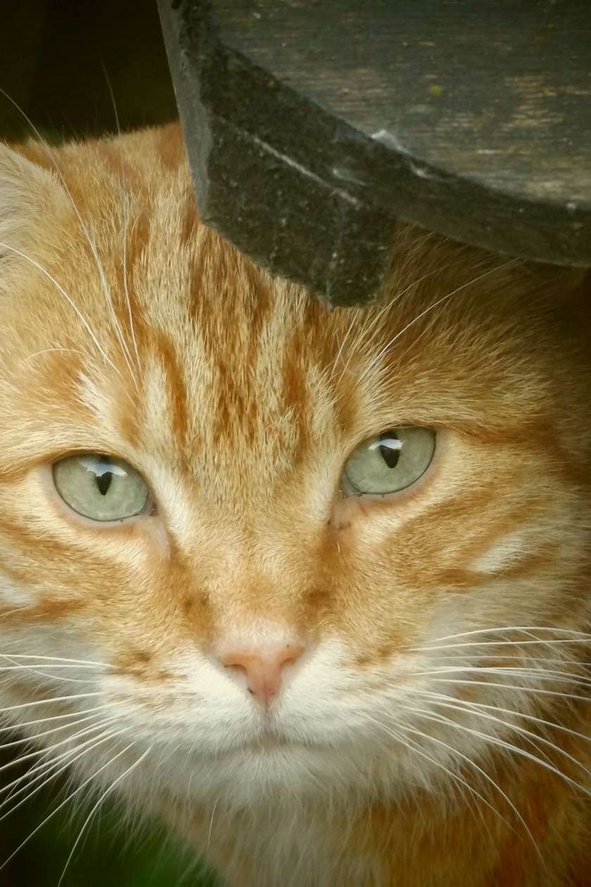 Cat Care With Easy Tips A Cat S Behavior Is Definitely A Elaborate Thing To Comprehend They Re Irritable As Well Cats And Kittens Cat Care Orange Tabby Cats