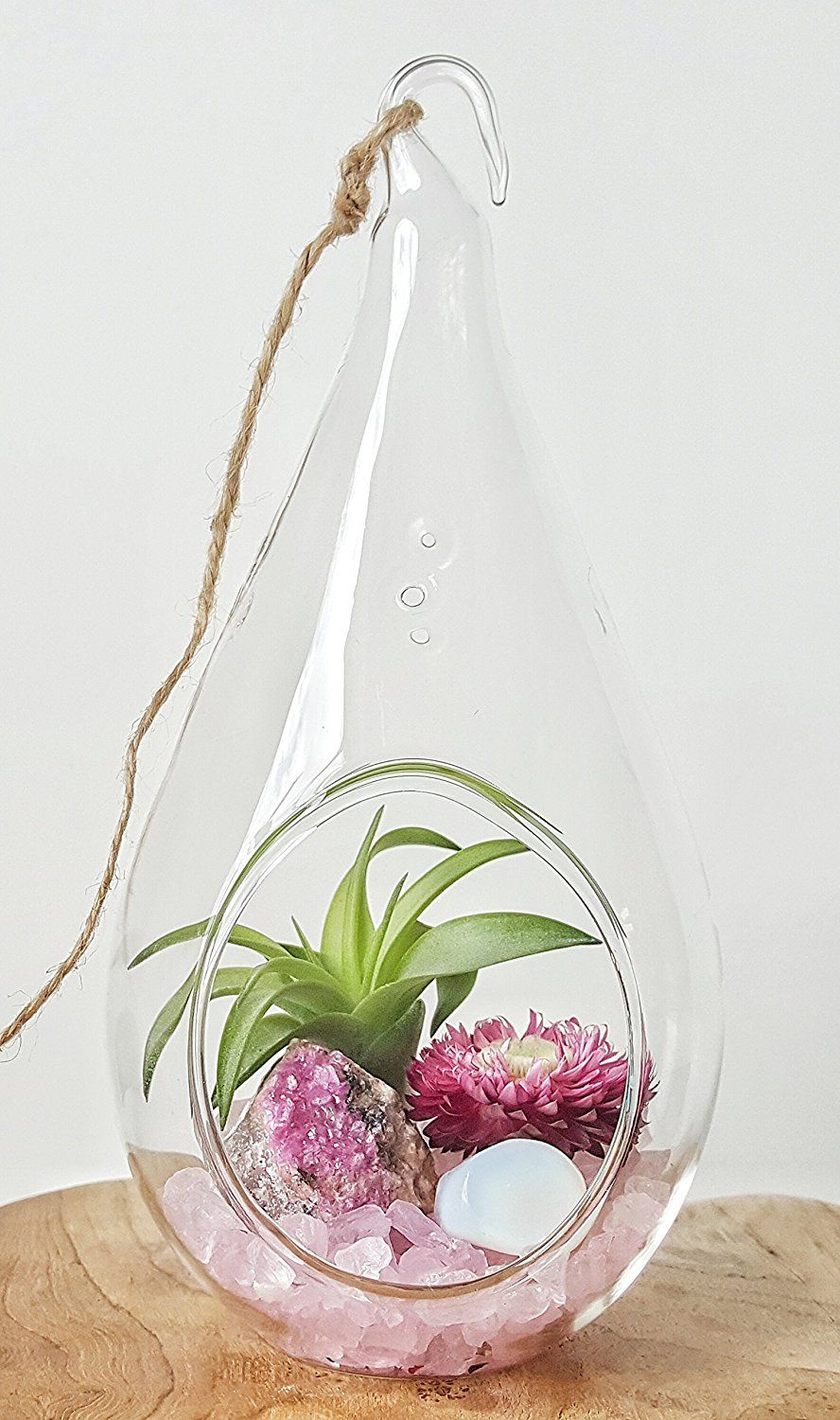 DIY Crystal Air Plant Terrarium Kit ~ Includes 4.5 Clear Glass Hanging Terrarium, Accessories, and Live Tillandsia Plant/Perfect Gift!