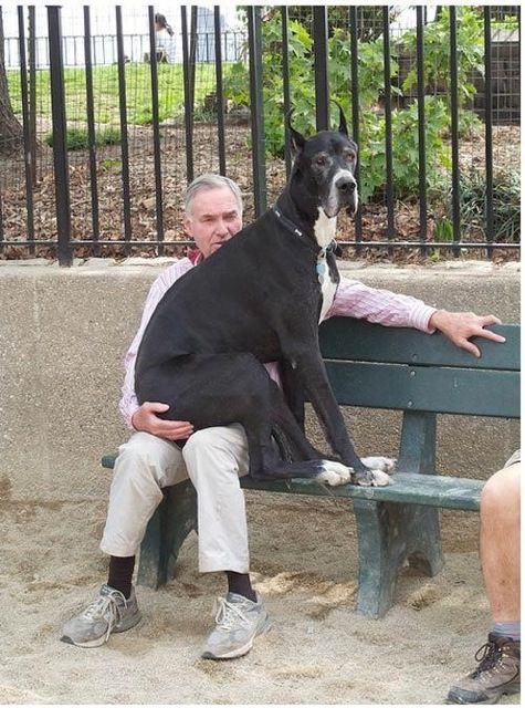 He Thinks He S A Lap Dog 3 Lap Dogs Dogs Great Dane