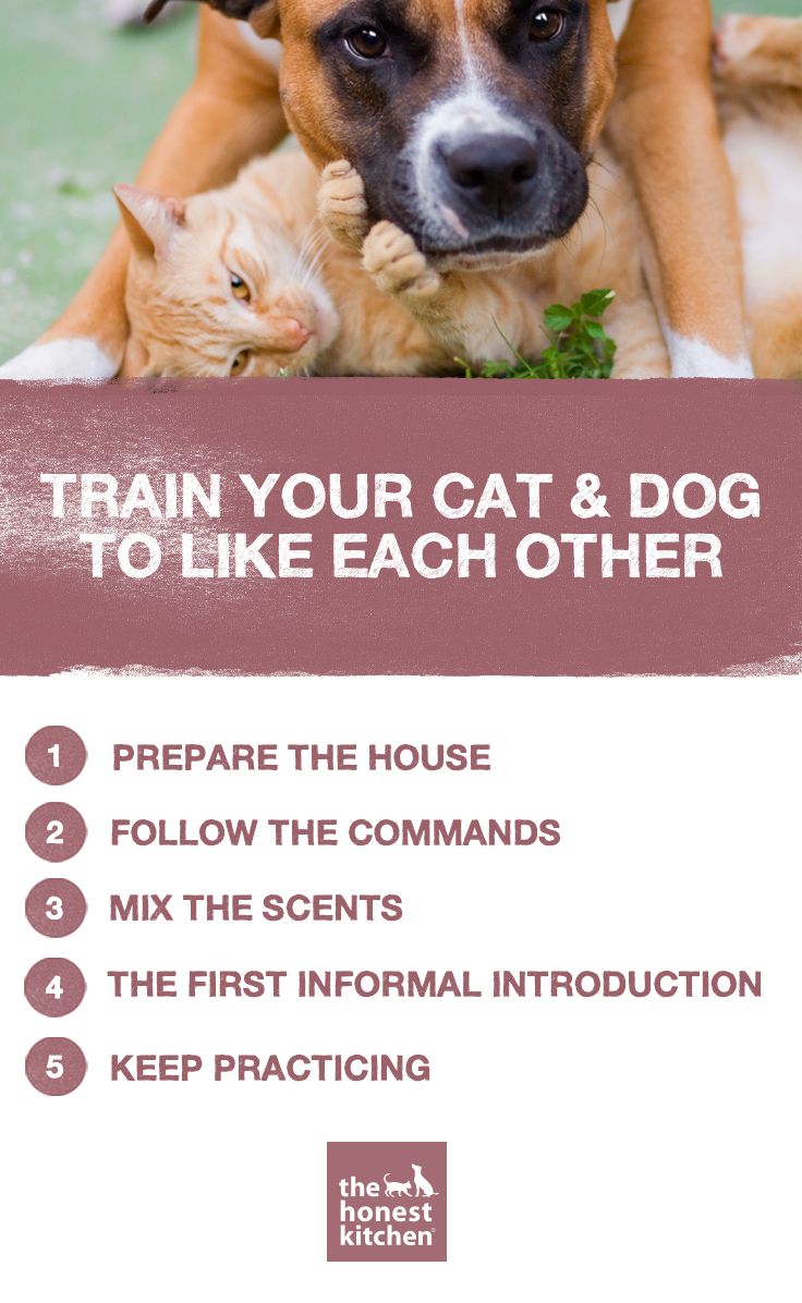 How To Train Your Dog And Cat To Like Each Other Dog Cat