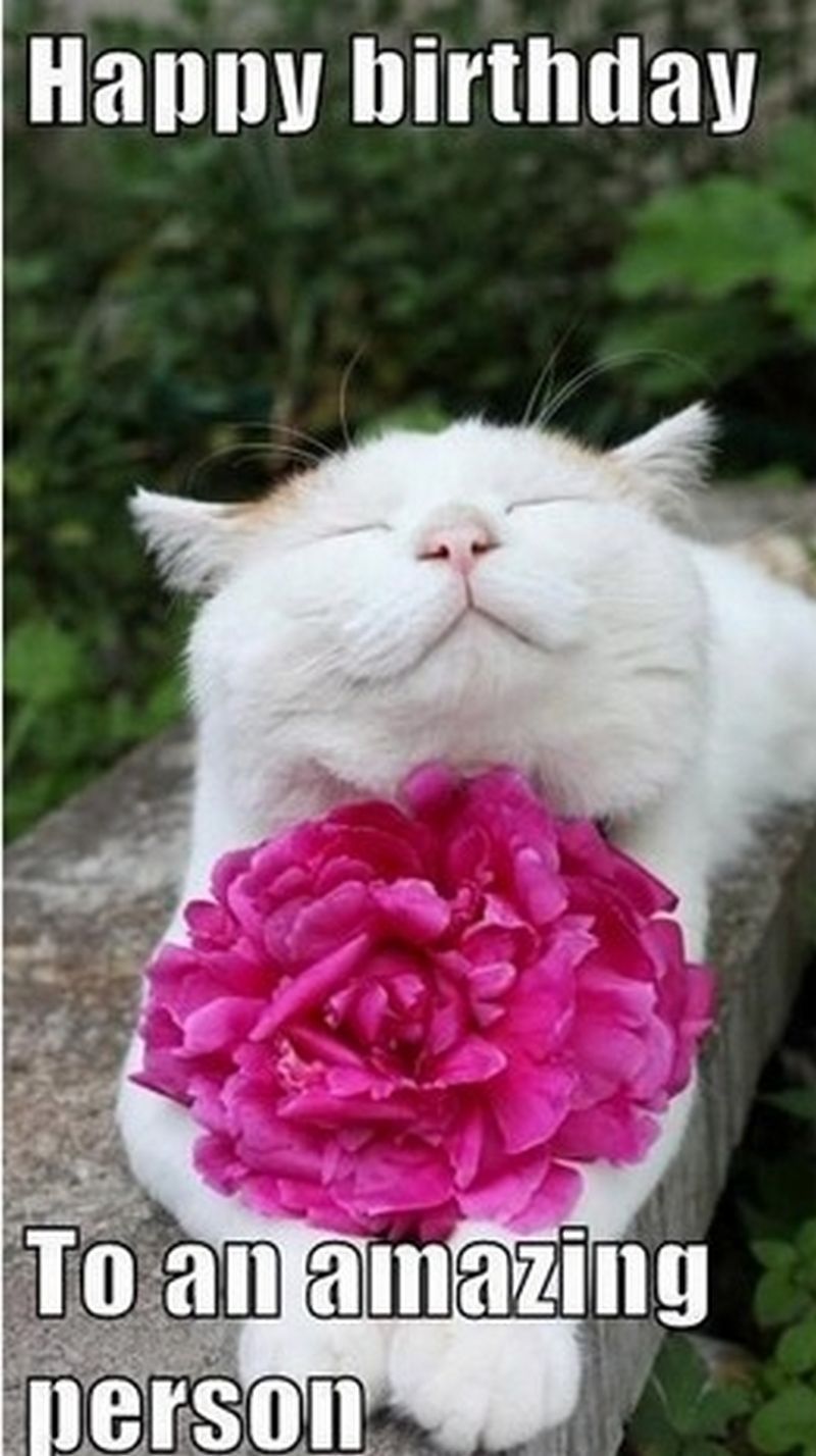 Birthday Quotes 101 Funny Cat Birthday Memes for the