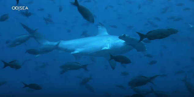 galápagos el reino de los tiburones gigantes http www