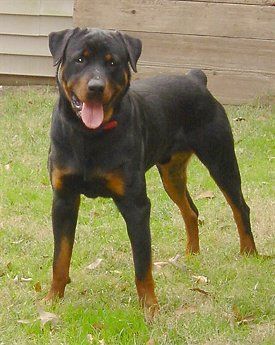 Rottweiler Also A Favorite Of Mark S He Says That They Are Easy