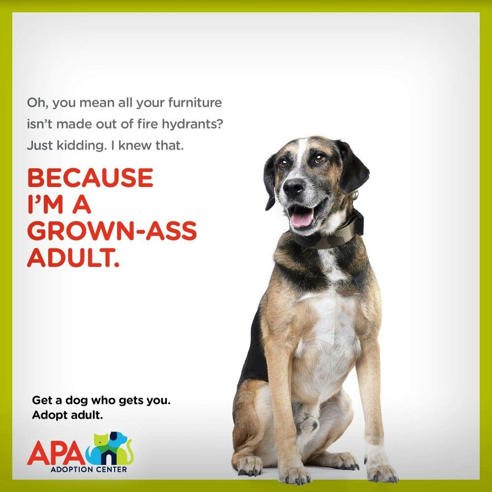 Pin On Funny Memes And Cartoons Pet Adoption Center Pet Adoption pin-on-funny-memes-and-cartoons-pet-adoption-center-pet-adoption