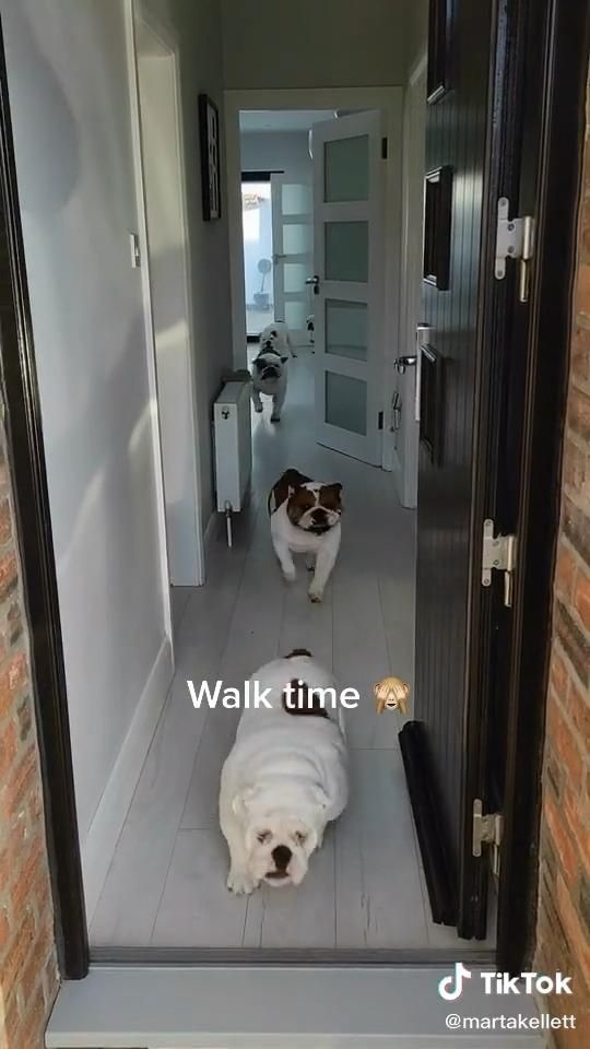 Bulldog puppies| cute bulldogs😻 Bulldog puppies| cute bulldogs😻