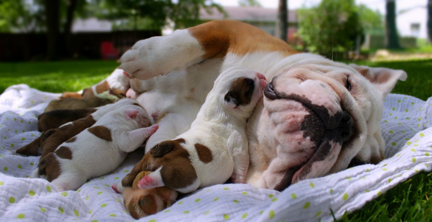 Newborn English Bulldog Pups Bulldog Puppies English Bulldog