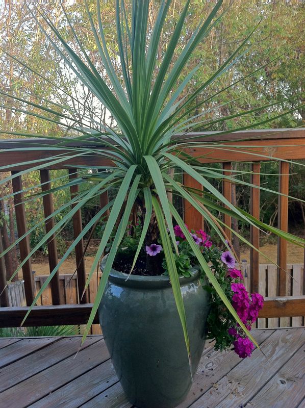 Dracaena Spikes Small Are Staples In Container Dracaena Spikes Small Are Staples In Container Gardens But They Can Quickly Outgrow The Growing E And Should Be Transplanted To A