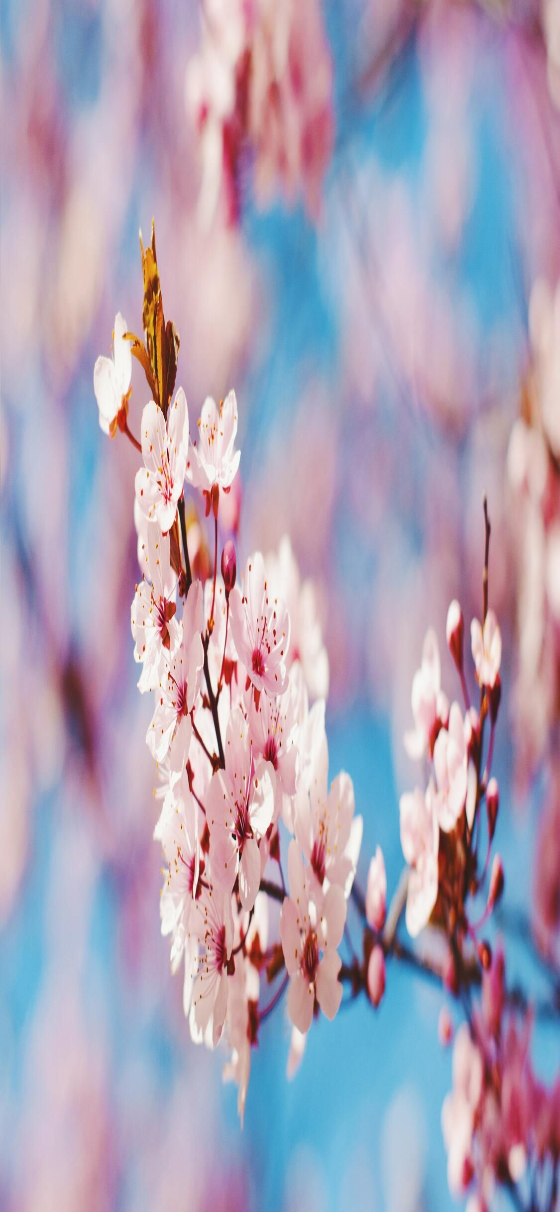 Best Spring Wallpaper 4k Hd Bloesem Painting Artiesten