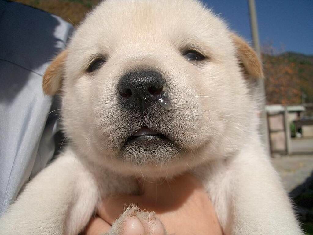 11 Twitter ペット 犬 動物 可愛い 動物 11 Twitter ペット 犬 動物 可愛い 動物