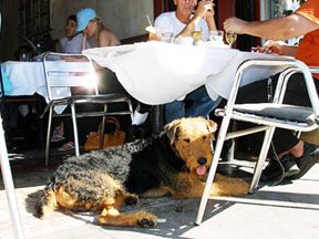 Rehoboth Dog Friendly Restaurants Bring The Pinterest Rehoboth Dog Friendly Restaurants