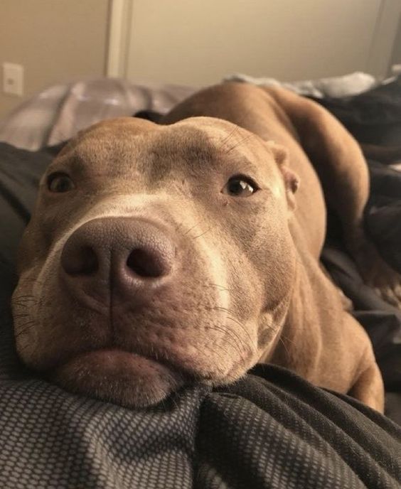 Pit Bull Awareness Month: 7 Videos Of Pit Bulls Being Cute, Funny, & Awesome