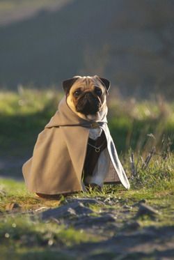 Pin By Michelle Bio On Cats Dogs Etc Pugs Cute Pugs Baby Pugs