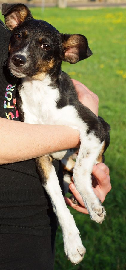 Rat Terrier Sheltie Mix At Secondhandhounds Dog Adoption Rat