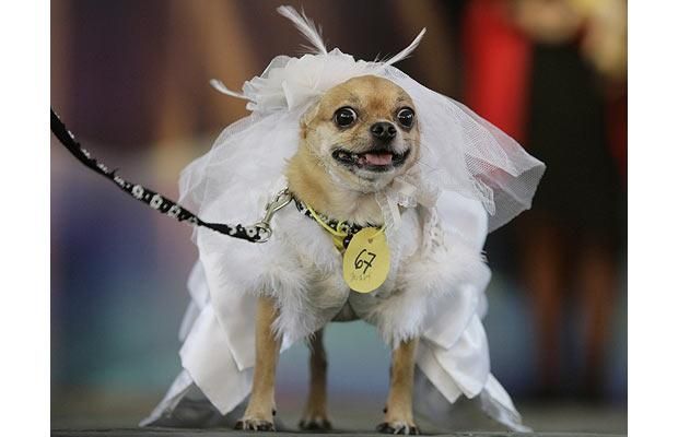 Dogs Dressed Up In Halloween Costumes Chihuahuas Cute Dog