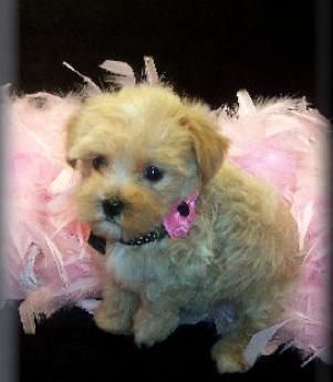 Tan Maltipoo Puppy Cute Baby Animals Maltipoo Puppies For Sale