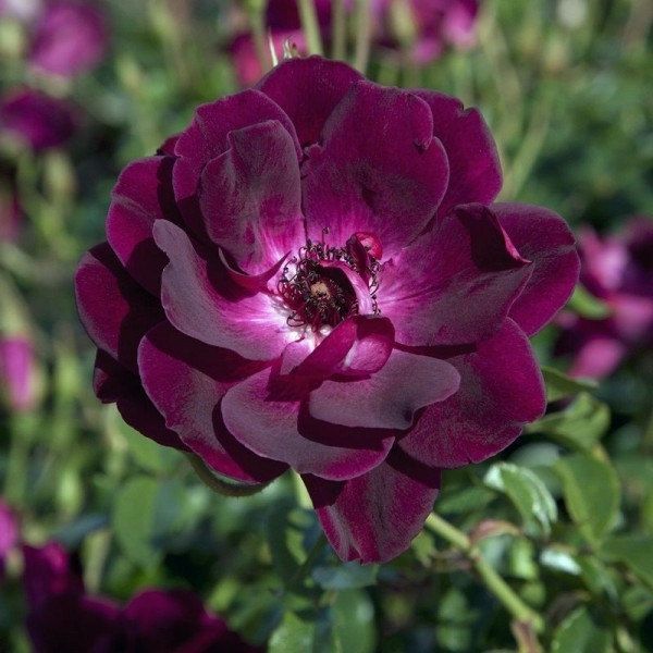 iceberg rose shrub pink purple iceberg rose shrub pink purple