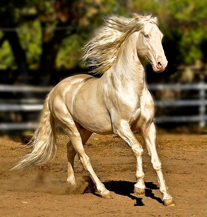 People Are Calling This Super Rare Creature The “World’s Most Beautiful Horse”