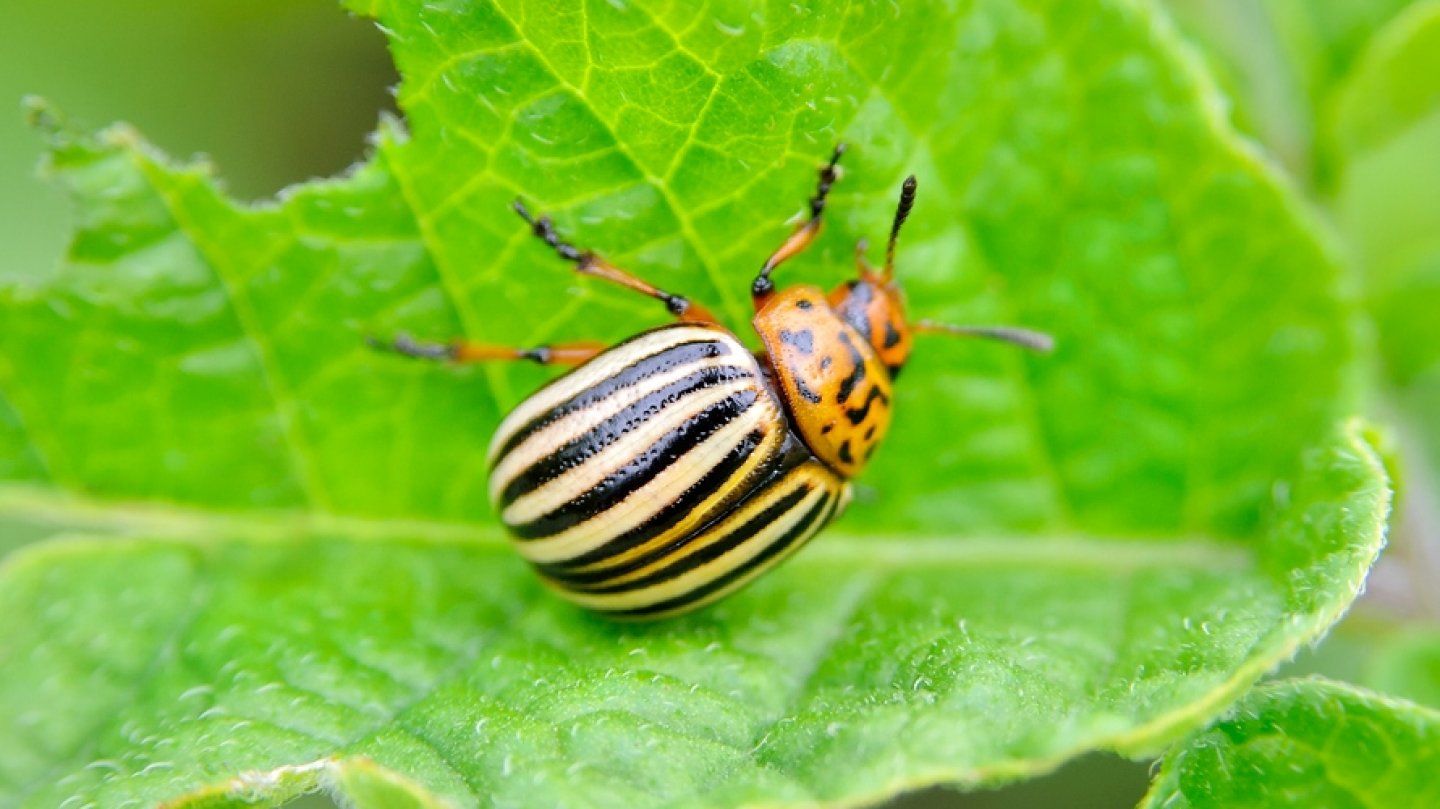 Jak zlikvidovat mandelinku bramborovou na zahradě? Škůdce byl v minulosti nástrojem propagandy, to ale nemění nic na tom, že ji musíme dostat ze zahrady Ako, Plant Leaves, Plants, Animals, Animales, Animaux, Animal, Plant, Animais
