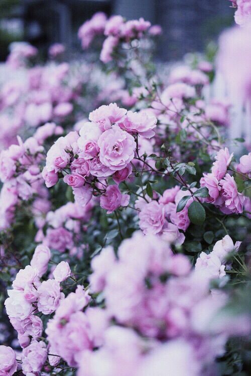 Purple flowers | Purple flowers wallpaper, Beautiful ...