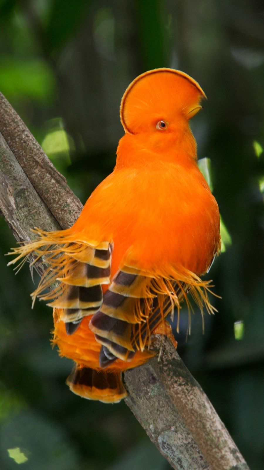 10 Stunning Orange Animals That Look Straight Out of a Fantasy