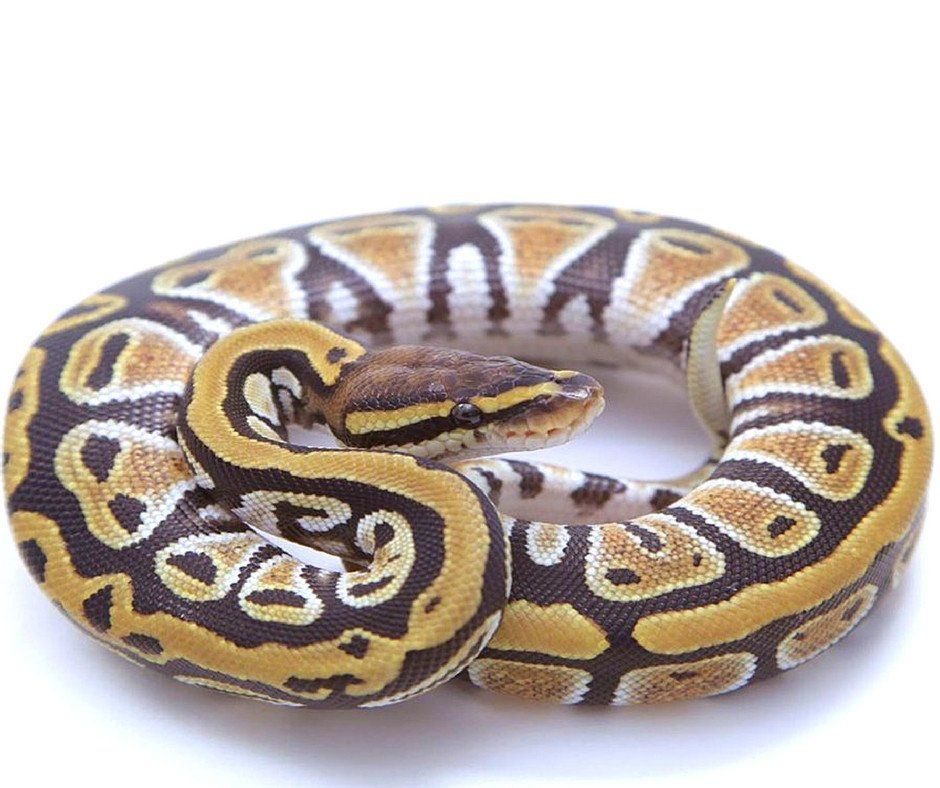 Pin On Dream Reptiles