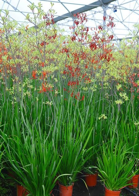 Cinco plantas resistentes a la sequía