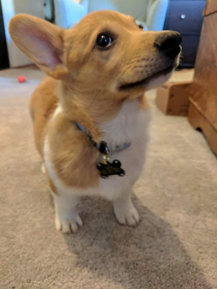 This is the face of a corgi who knows he's cute en This is the face of a corgi who knows he's cute en